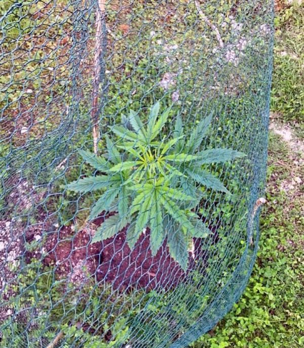 Indigo Berry Kush fem (Sweet Seeds) семена конопли — изображение 2