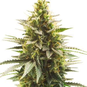 Семена сорта Gelato #33 Fast fem (Advanced Seeds)