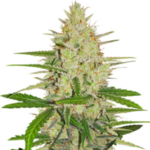 Семена сорта Runtz XL Auto fem (Sweet Seeds)