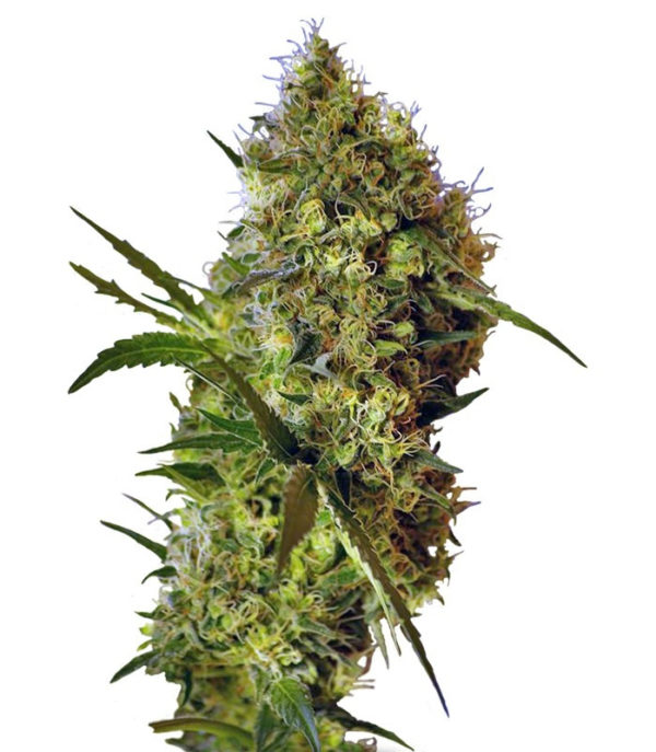 Семена сорта Big Devil Auto fem (Sweet Seeds)