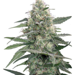 Семена сорта Mandala #1 regular (Mandala Seeds)