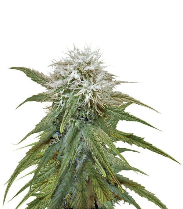 Семена сорта Misty Kush fem (Nirvana Seeds)
