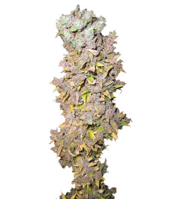 Northern Lights fem (Nirvana Seeds)
