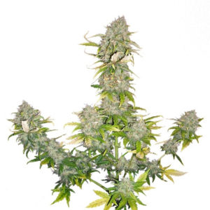 Семена сорта Sweet Cheese Auto fem (Sweet Seeds)