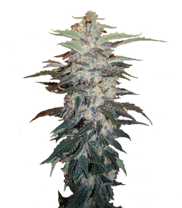 Семена сорта White Widow fem (Nirvana Seeds)