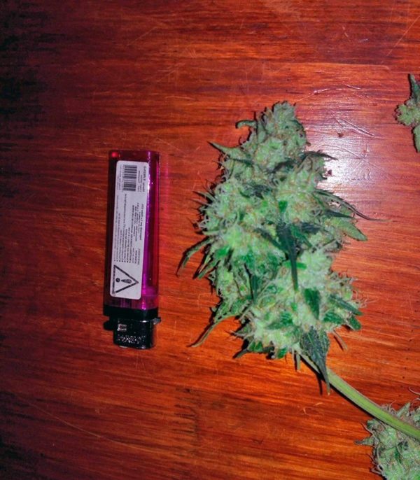 Семена сорта Sweet Cheese Auto fem (Sweet Seeds) — изображение 2