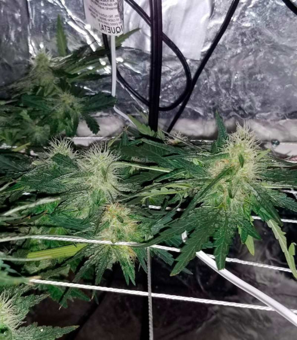 Money Bush fem (Heavyweight Seeds) семена конопли — изображение 2