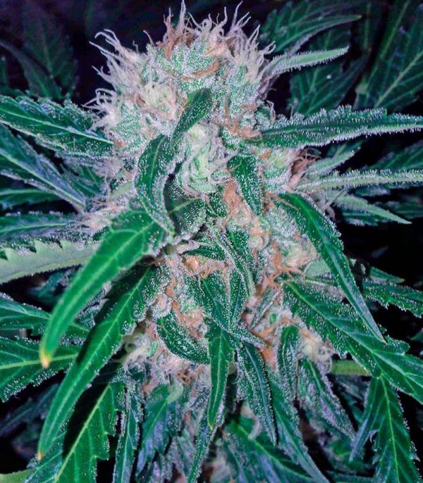 Domina Haze fem (Kannabia Seeds) семена конопли — изображение 3