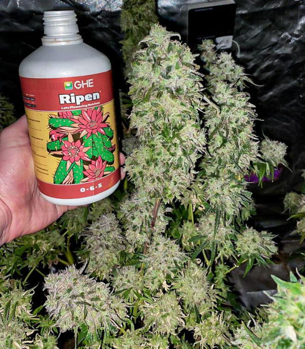 Fruit Gum fem (UKHTA420) семена конопли — изображение 2