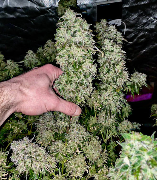Fruit Gum fem (UKHTA420) семена конопли — изображение 3