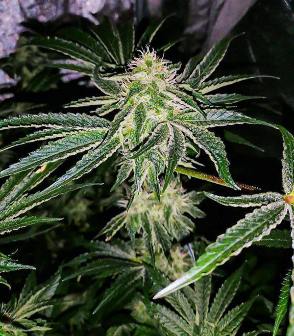 Fruit Gum fem (UKHTA420) семена конопли — изображение 4