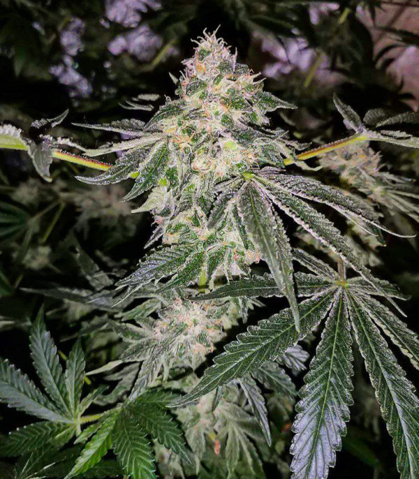 Fruit Gum fem (UKHTA420) семена конопли — изображение 5