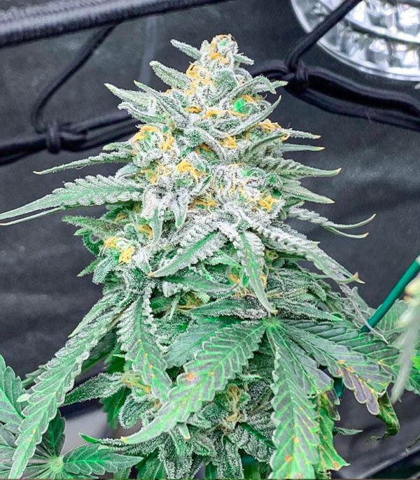 Moscow Blueberry Auto fem (Kalashnikov Seeds) семена конопли — изображение 2