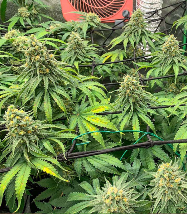 Moscow Blueberry Auto fem (Kalashnikov Seeds) семена конопли — изображение 3