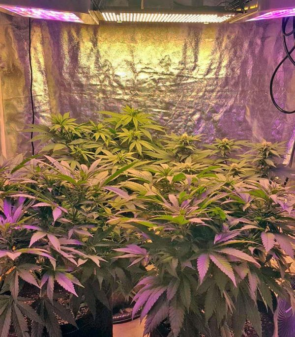 Northern Lights regular (Nirvana Seeds) семена конопли — изображение 2