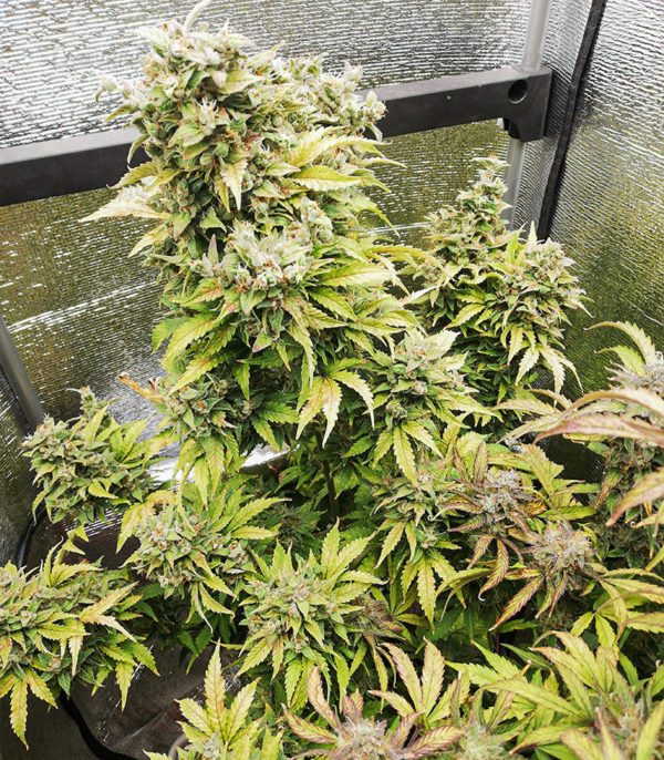 Семена сорта Original Auto Russian fem (FastBuds) — изображение 2