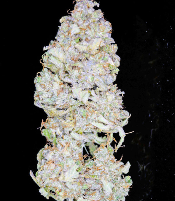 Семена сорта Strawberry Pie Auto fem (FastBuds) — изображение 2