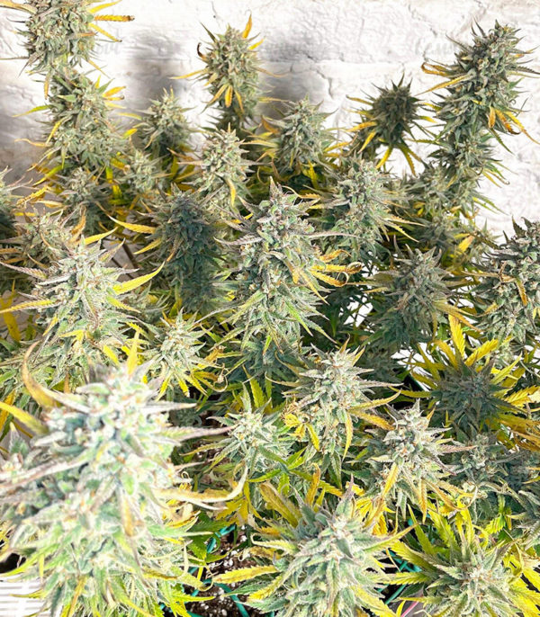 Семена сорта Strawberry Pie Auto fem (FastBuds) — изображение 3