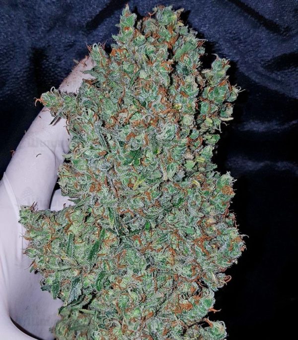 Cinderella's fem (Sumo Seeds) семена конопли — изображение 3