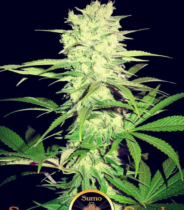 Thunderstruck fem (Sumo Seeds) семена конопли — изображение 2