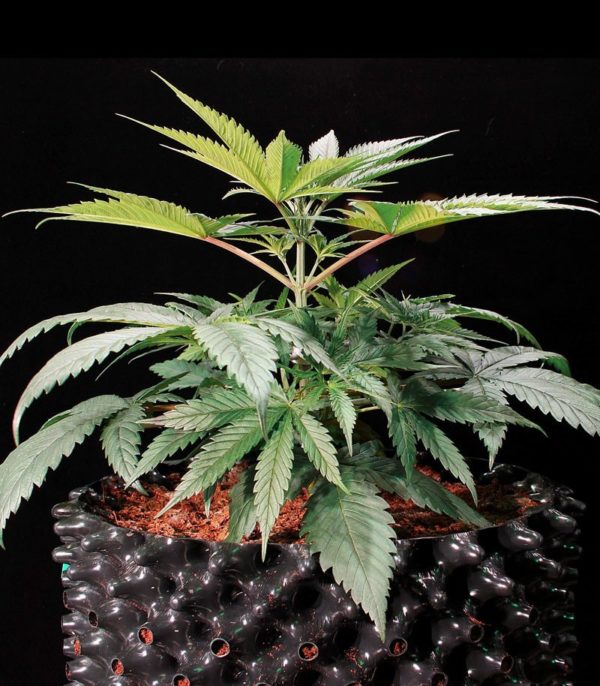 Семена сорта Green Gelato fem (Royal Queen Seeds) — изображение 2