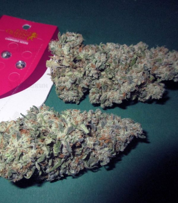 Семена сорта Green Gelato fem (Royal Queen Seeds) — изображение 3