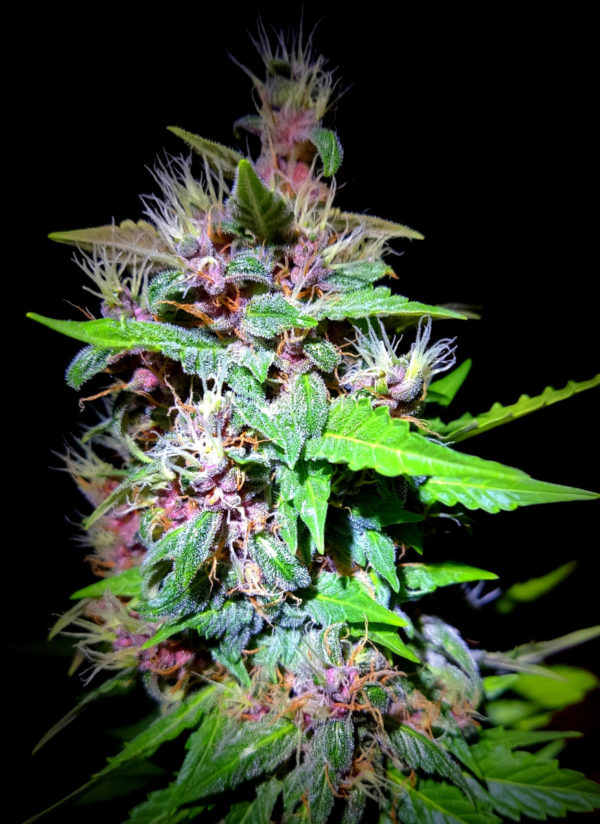 Purple Mazar Auto fem (Kalashnikov Seeds) семена конопли