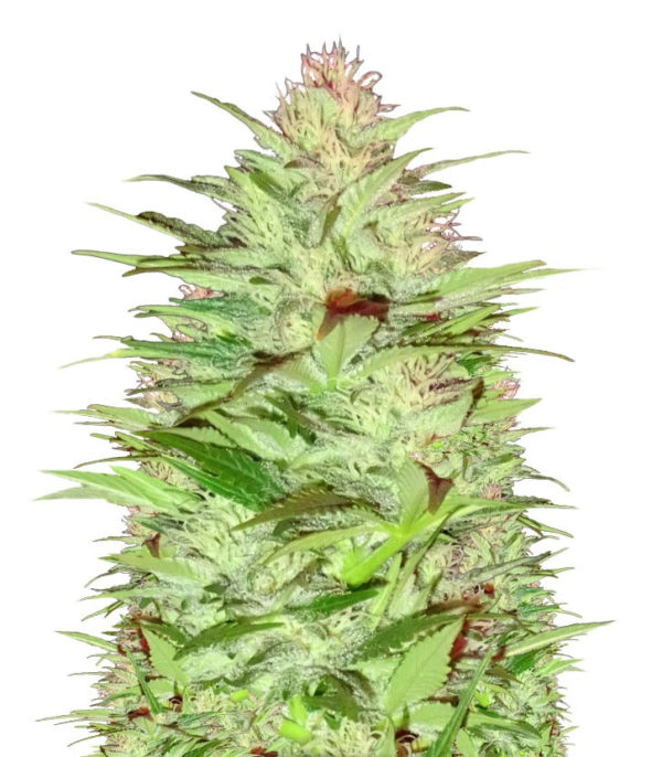 Critical Chronic fem (Sumo Seeds) семена конопли