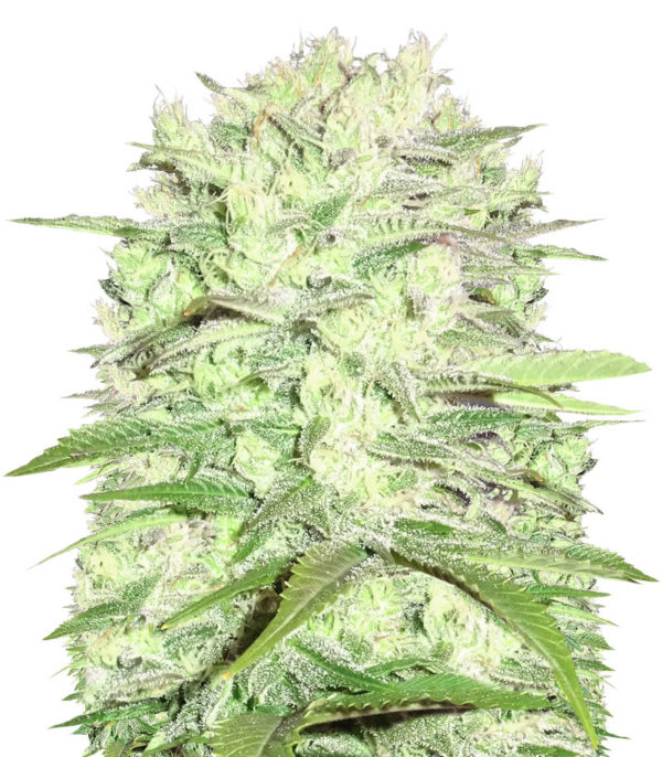 Thunderstruck fem (Sumo Seeds) семена конопли