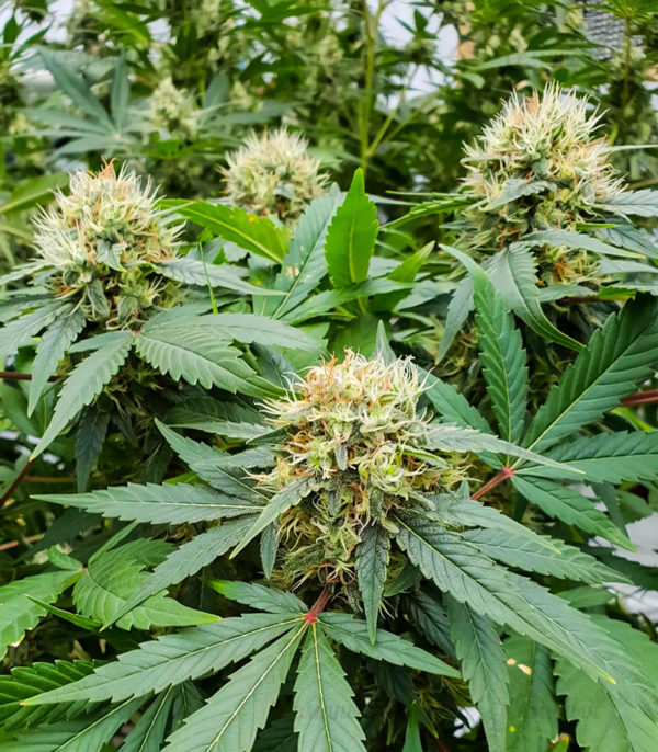 Семена сорта Stromboli Auto fem (Paradise Seeds) — изображение 3