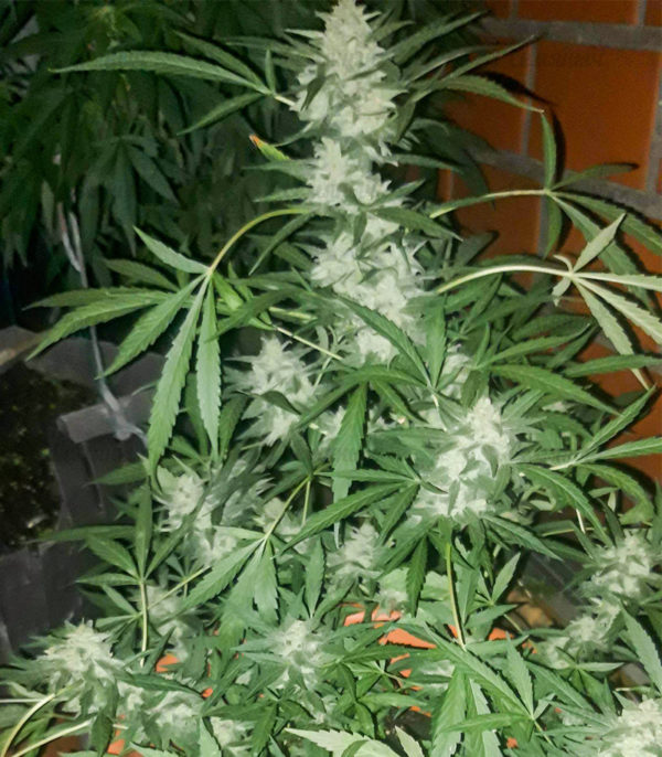 Семена сорта Stromboli Auto fem (Paradise Seeds) — изображение 2