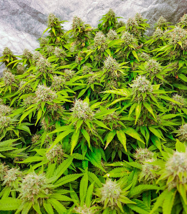 Семена сорта Skunk Amsterdam fem (Amsterdam Seeds) — изображение 8