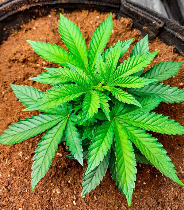 Семена сорта Skunk Amsterdam fem (Amsterdam Seeds) — изображение 4