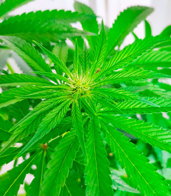 Семена сорта White Widow fem (Amsterdam Seeds) — изображение 4