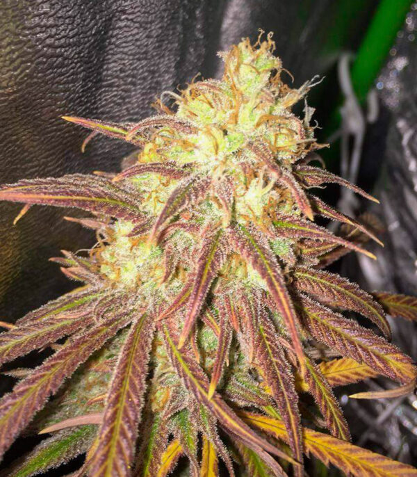 Orange Kush Cake R1 fem (Ethos Genetics) семена конопли — изображение 2