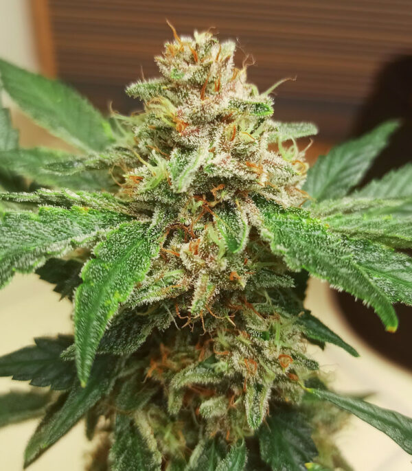 Purple Punch Auto fem (FastBuds) семена конопли — изображение 3