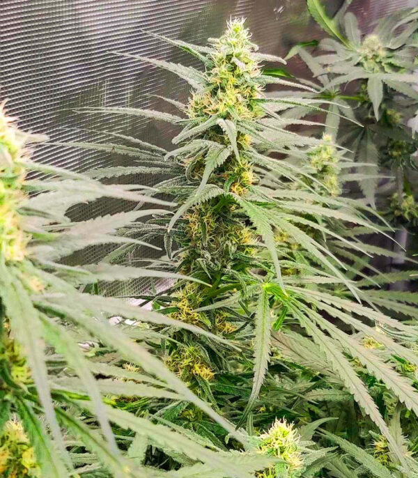 Blue Sunset Sherbert fem (Barney's Farm) семена конопли — изображение 4