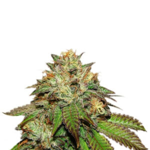 Bubba Kush fem (GHS)