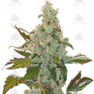 Cheese fem (GHS)