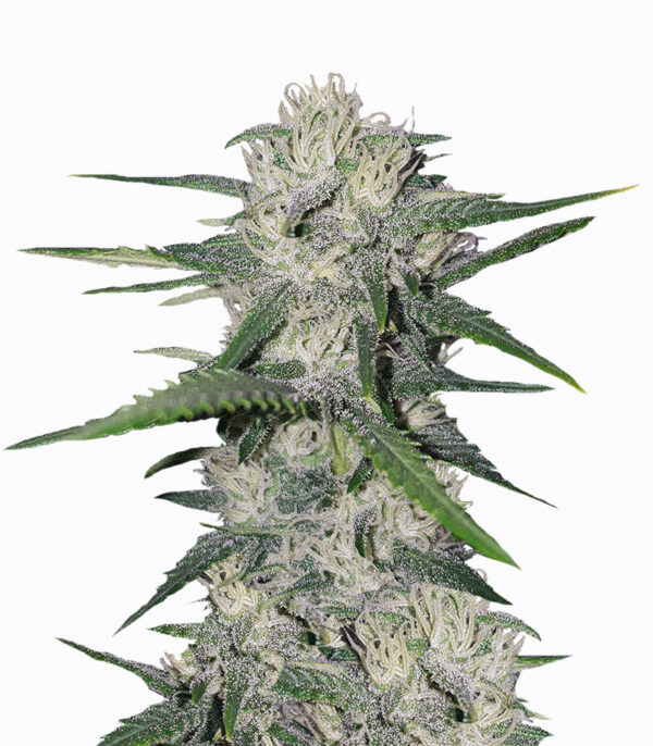 Семена сорта Gorilla Glue Auto (FastBuds)