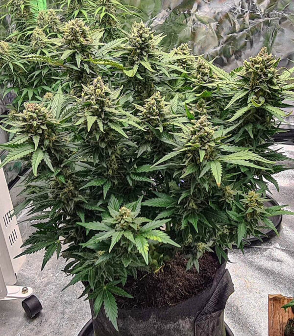 Семена сорта Gorilla Glue Auto (FastBuds) — изображение 3