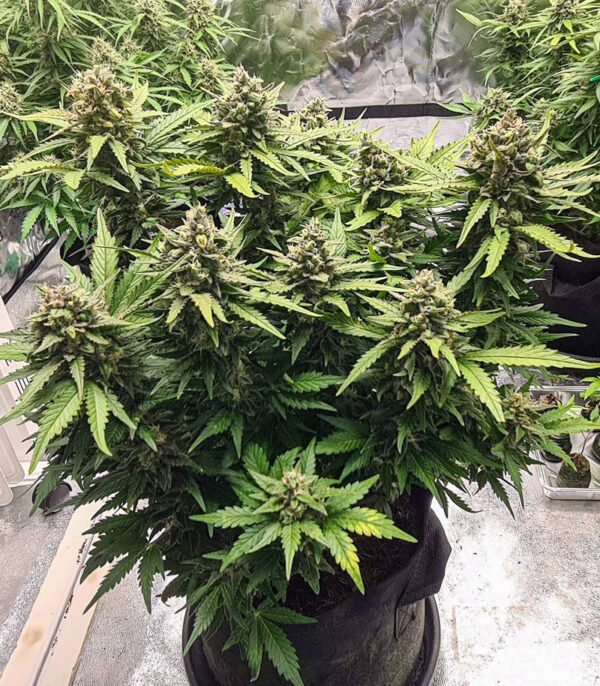 Семена сорта Gorilla Glue Auto (FastBuds) — изображение 4
