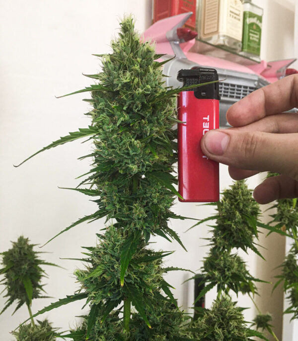Семена сорта Gorilla Glue Auto (FastBuds) — изображение 8