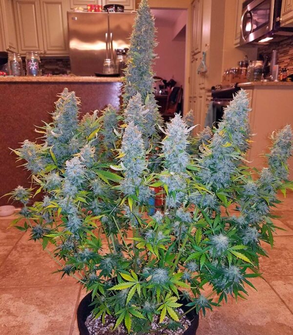 Семена сорта Gorilla Glue Auto (FastBuds) — изображение 5