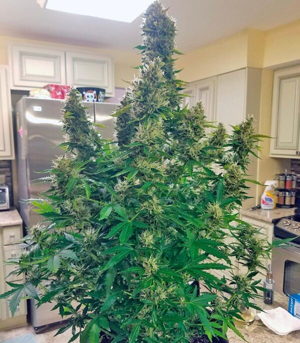 Семена сорта Gorilla Glue Auto (FastBuds) — изображение 6