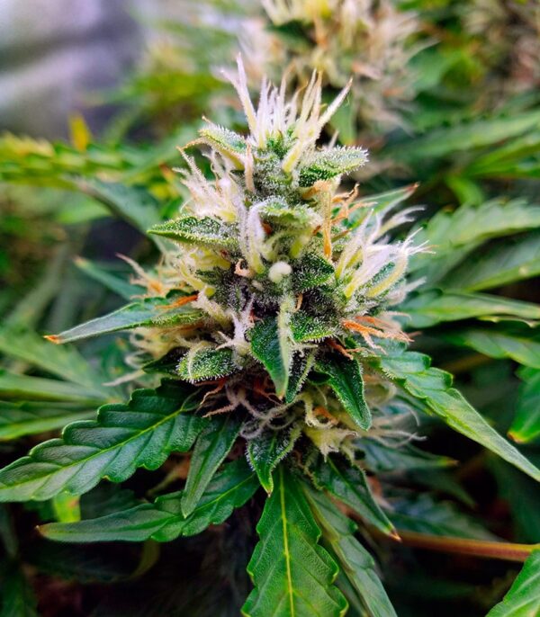 Семена сорта Gorilla Glue Auto (FastBuds) — изображение 7