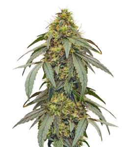 Polar Gelato by Sherbinskis fem (Silent Seeds) семена конопли