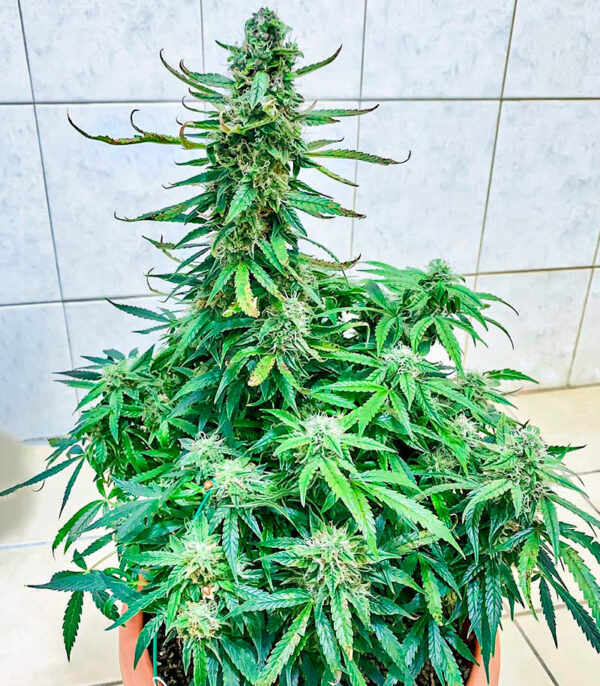 Runtz Auto fem (Barney's Farm) — изображение 6