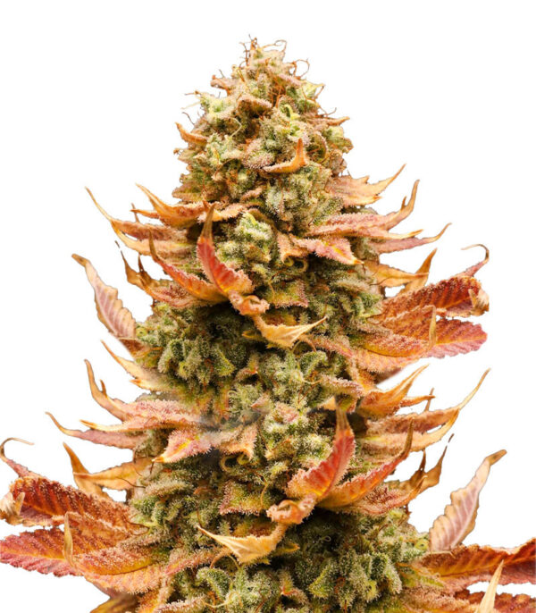 Watermelon Zkittlez fem (Barney's Farm) семена конопли