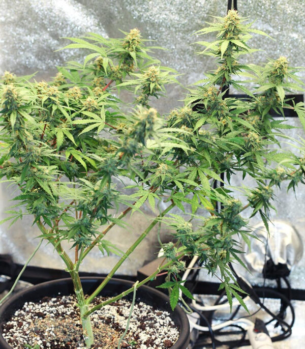 Runtz Auto fem (Barney's Farm) — изображение 3